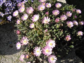 Drosanthemum hispidum